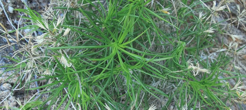 Leptosiphon floribundus subsp. hallii photo 8