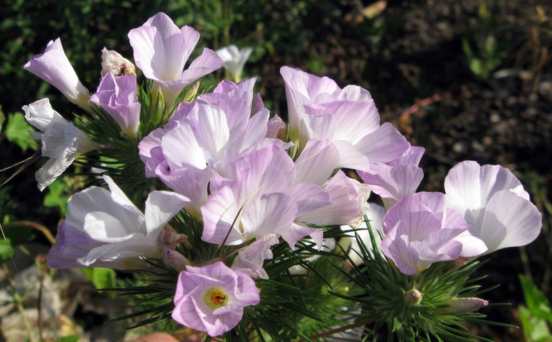 Largeflower Linanthus photo 2