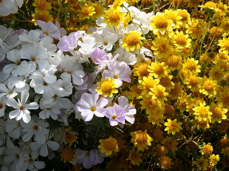 Largeflower Linanthus
