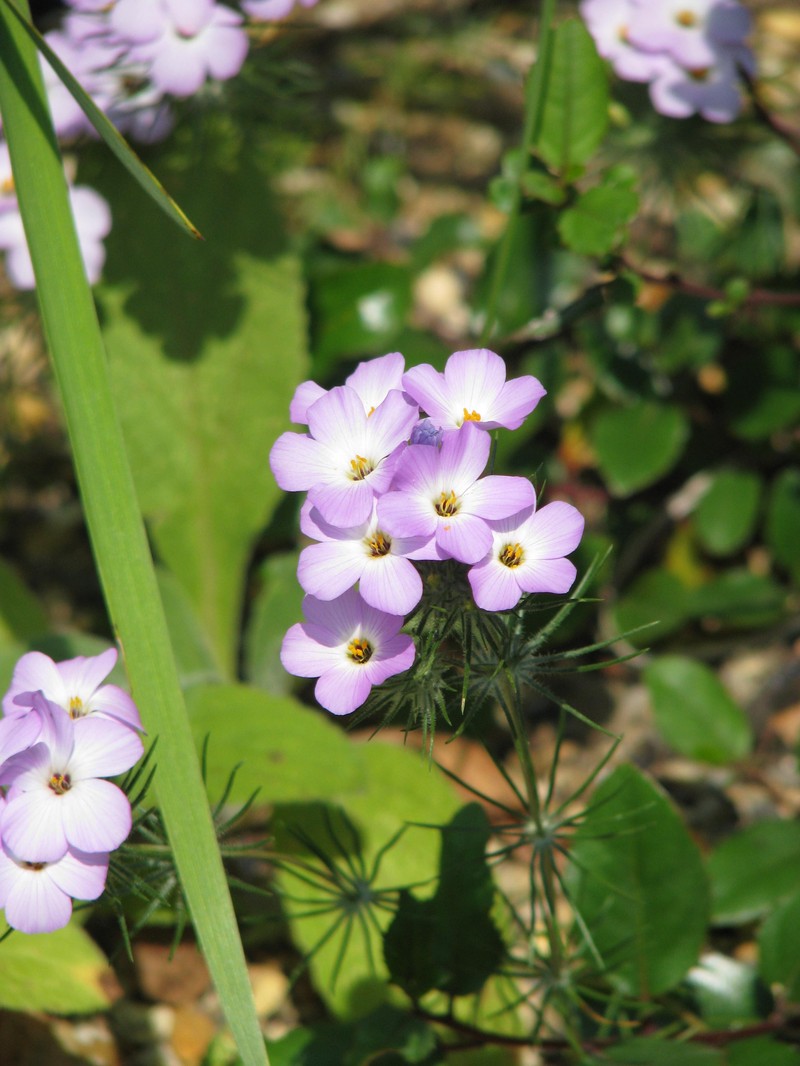 Largeflower Linanthus photo 3