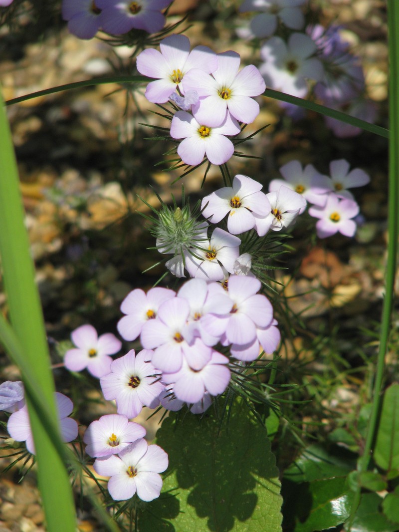 Largeflower Linanthus photo 4