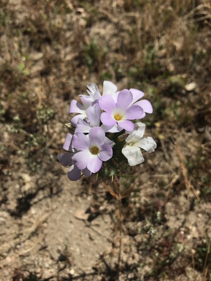 Largeflower Linanthus