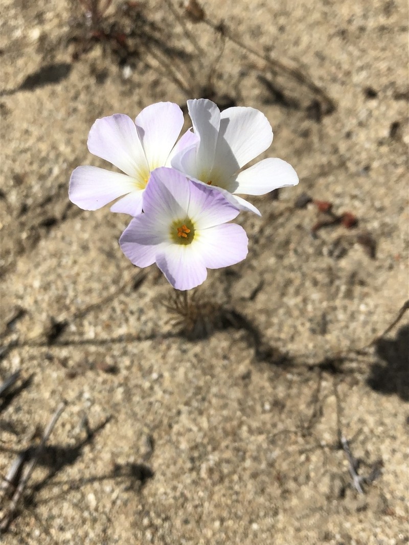 Largeflower Linanthus photo 2
