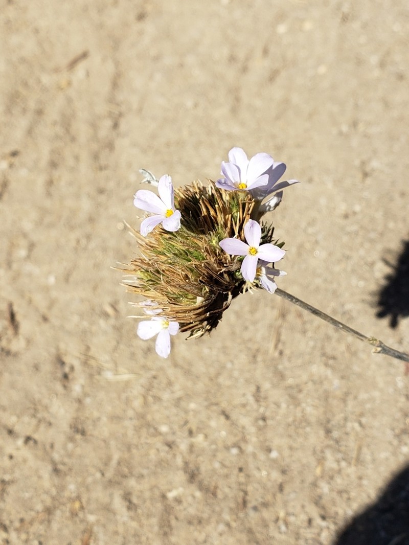 Largeflower Linanthus photo 3