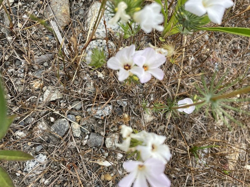 Largeflower Linanthus photo 4