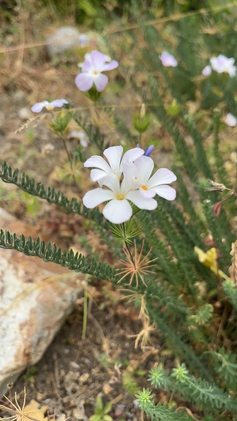 Largeflower Linanthus photo 5