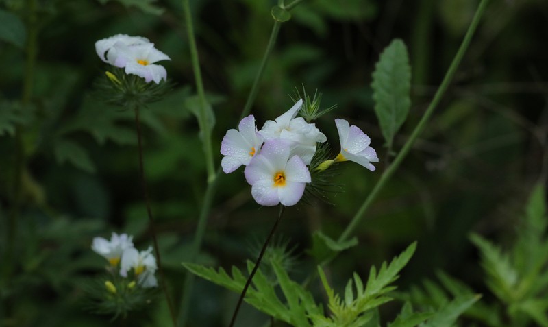 Largeflower Linanthus photo 6