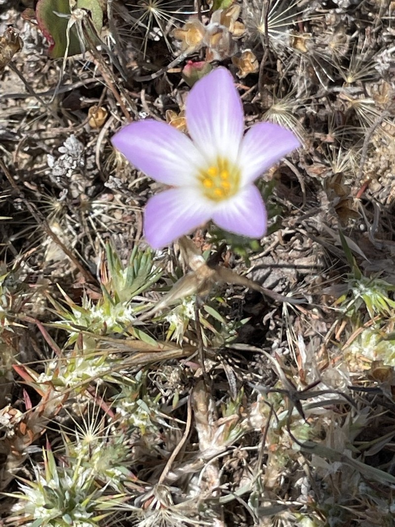 Largeflower Linanthus photo 7