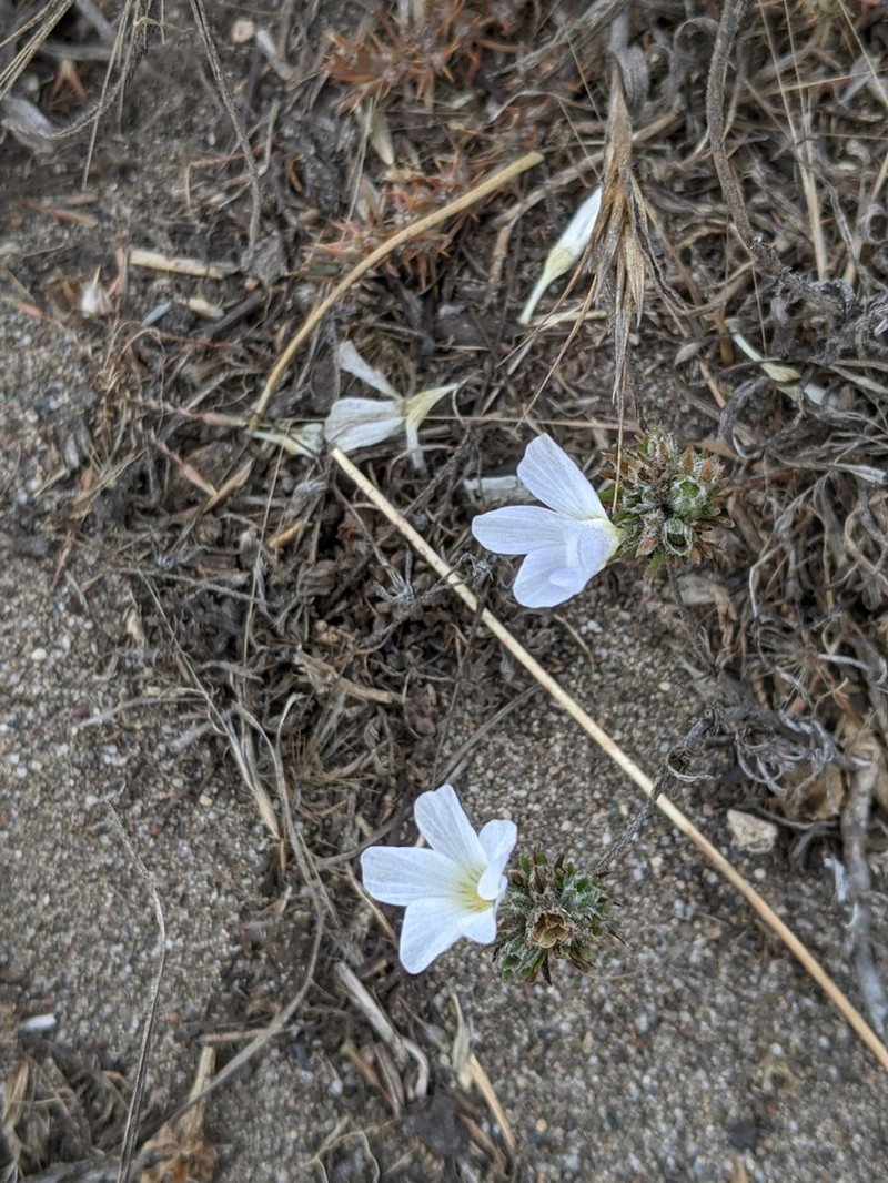 Largeflower Linanthus photo 8