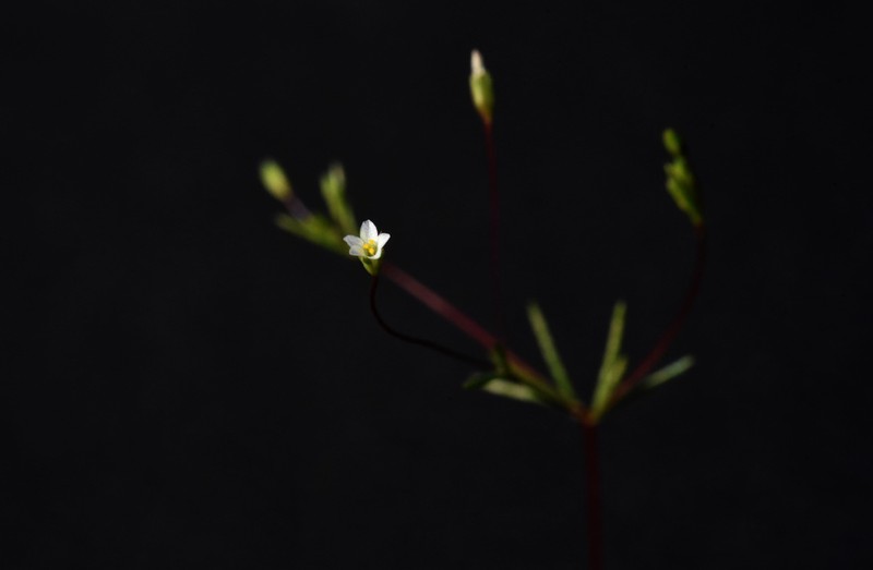 Harkness' Flaxflower photo 3