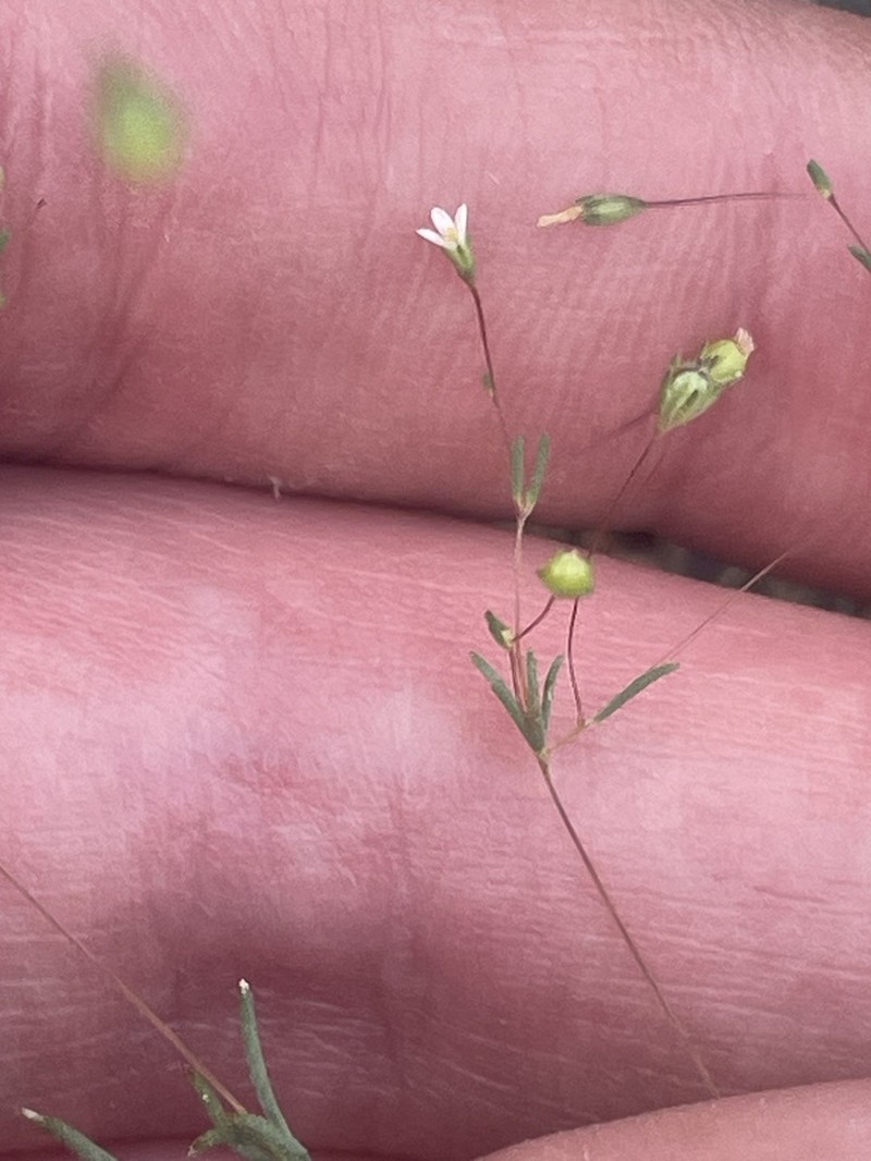 Harkness' Flaxflower photo 8