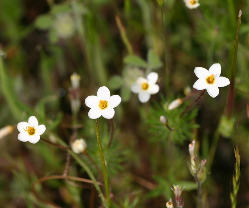 Jepson's Linanthus photo 2