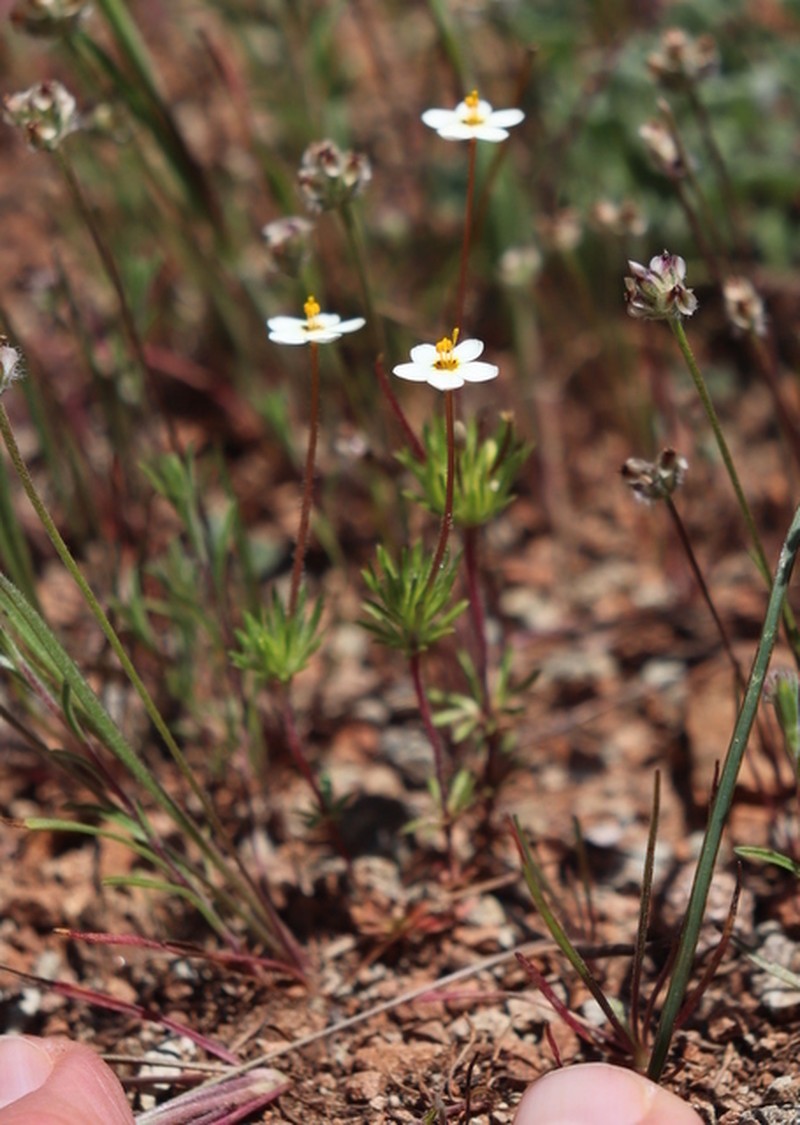 Jepson's Linanthus photo 3