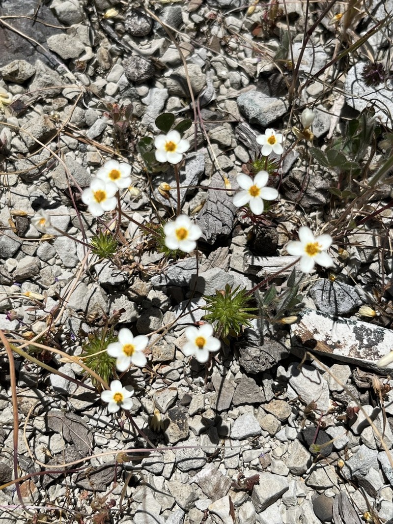 Jepson's Linanthus photo 4