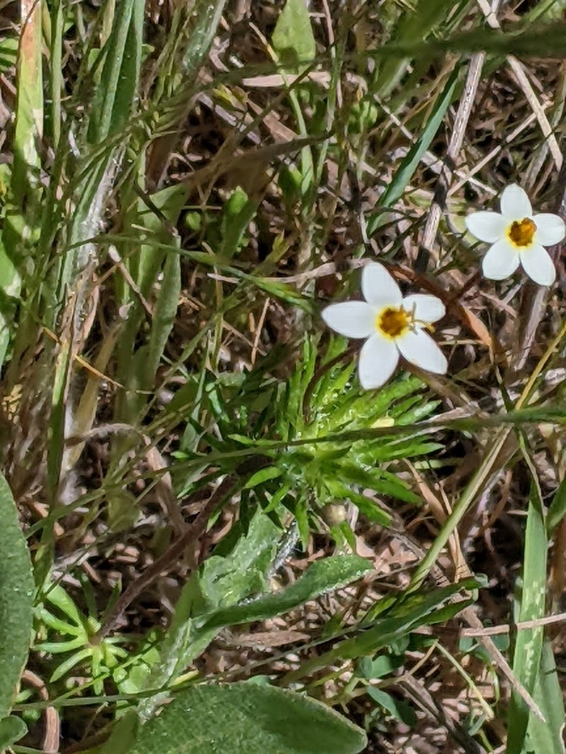 Jepson's Linanthus photo 5