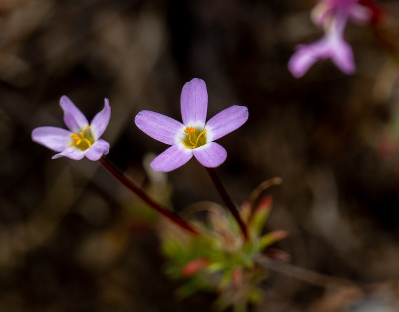 Jepson's Linanthus photo 6