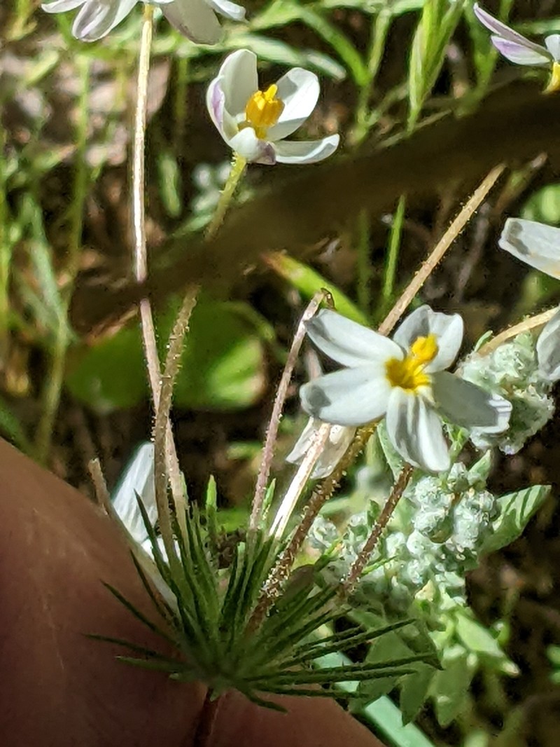 Jepson's Linanthus photo 8