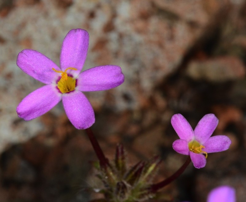 Coast Range Linanthus