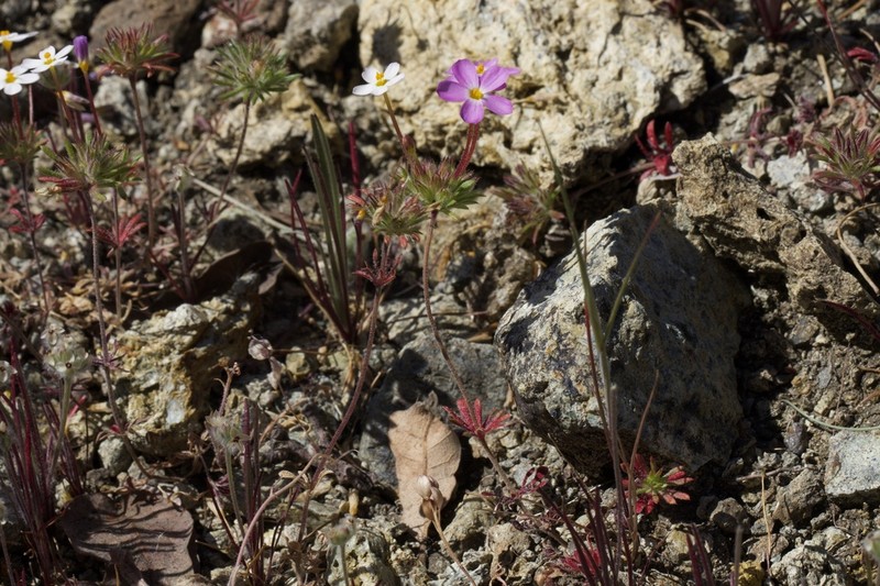Coast Range Linanthus photo 2