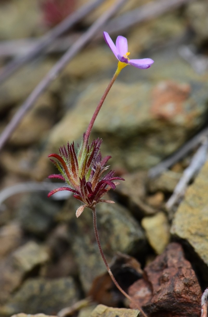 Coast Range Linanthus photo 3