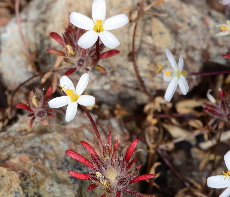Coast Range Linanthus photo 4