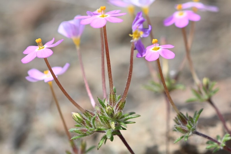 Coast Range Linanthus photo 5