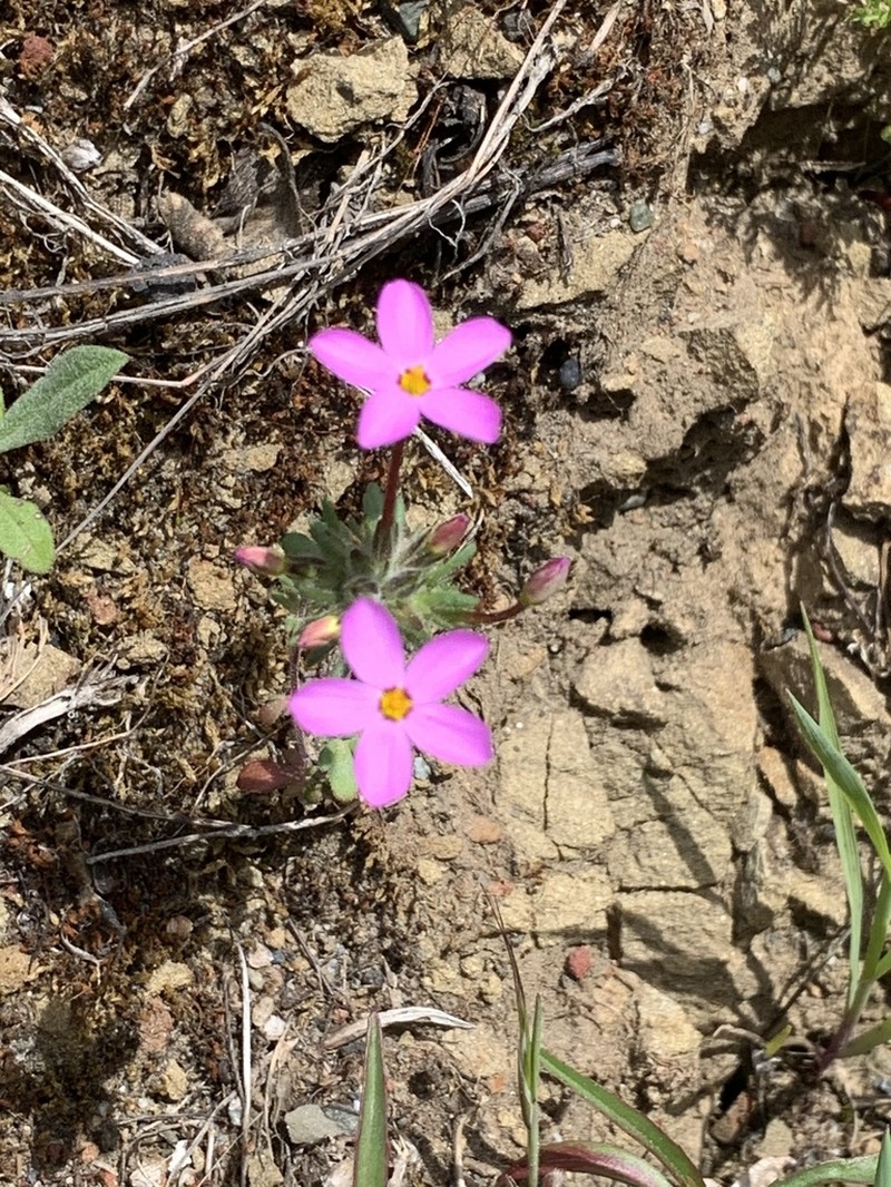 Coast Range Linanthus photo 6
