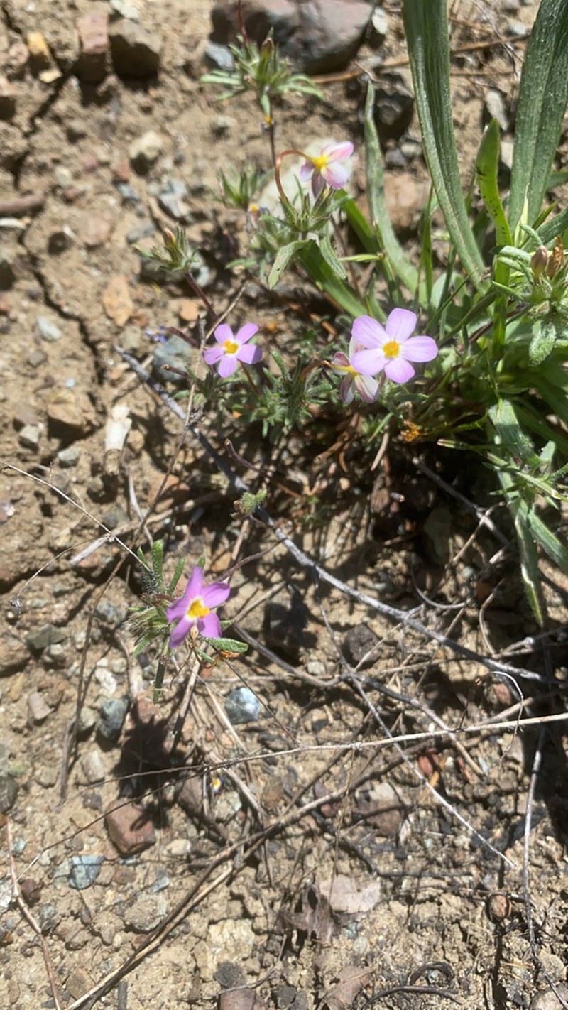 Coast Range Linanthus photo 7