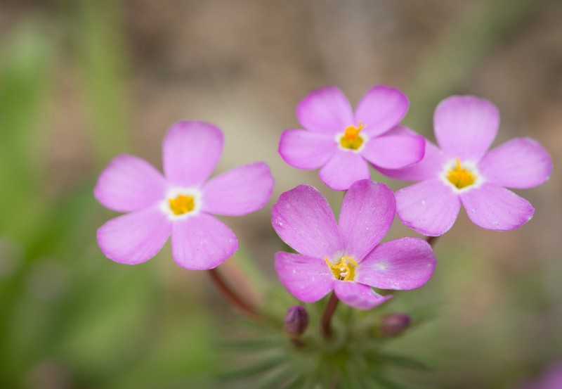 Coast Range Linanthus photo 8