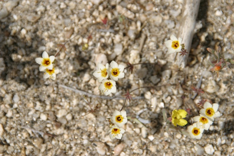Lemmon's Linanthus