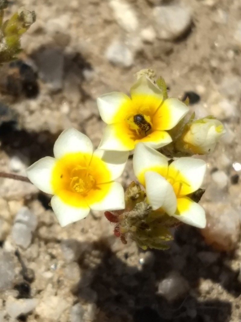 Lemmon's Linanthus