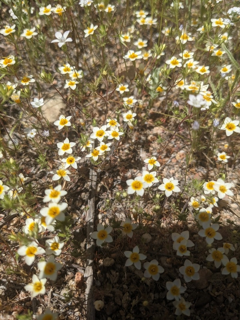 Lemmon's Linanthus photo 2