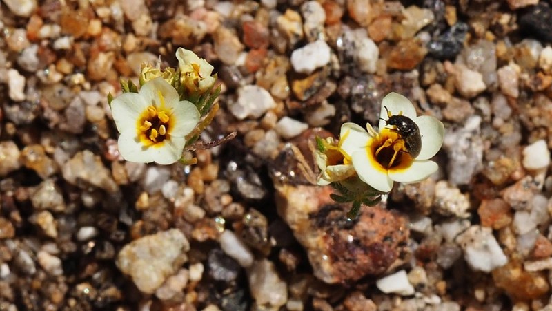 Lemmon's Linanthus photo 3