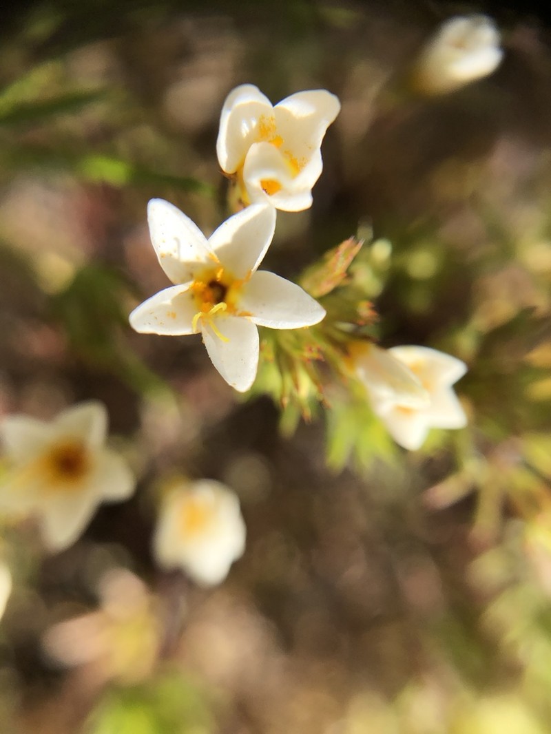 Lemmon's Linanthus photo 4