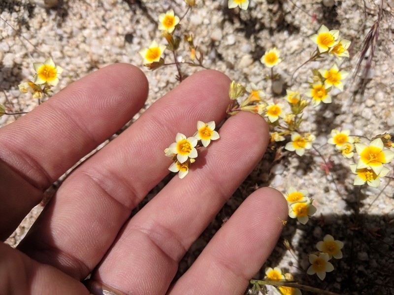 Lemmon's Linanthus photo 5