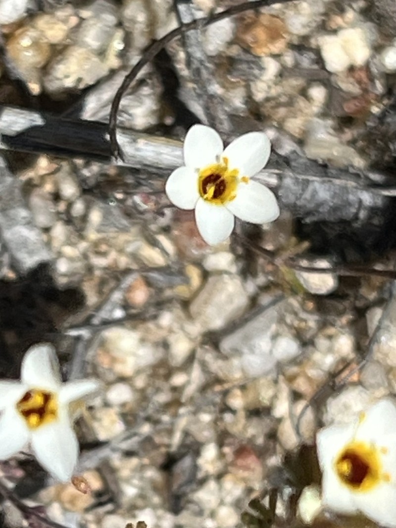 Lemmon's Linanthus photo 6