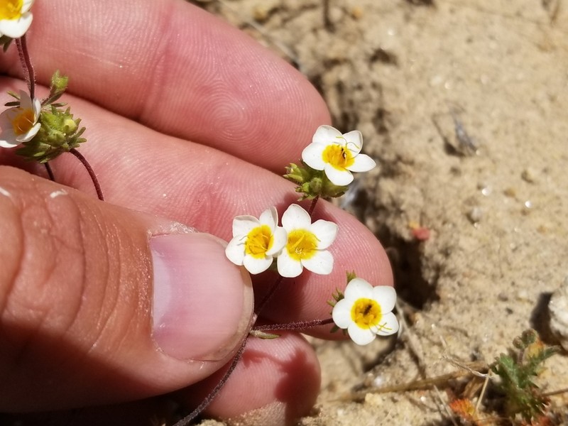 Lemmon's Linanthus photo 7