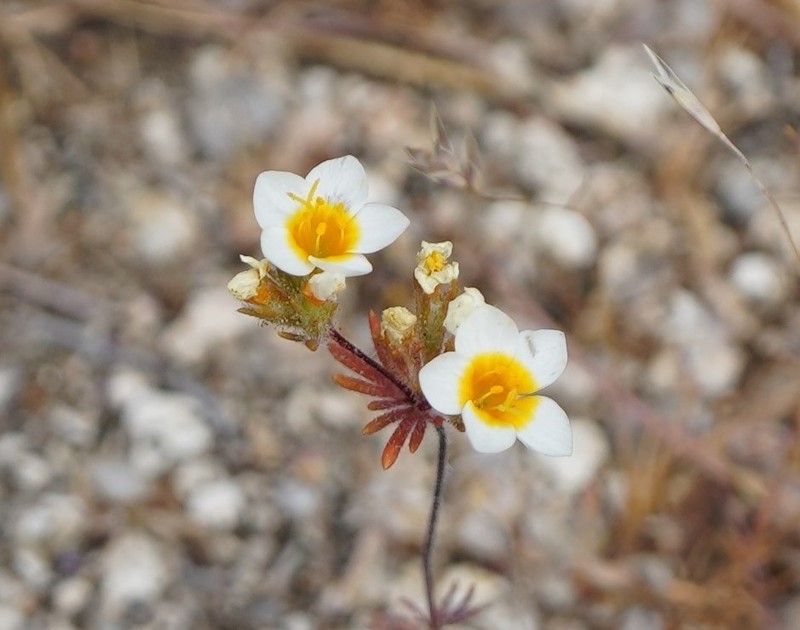 Lemmon's Linanthus photo 8