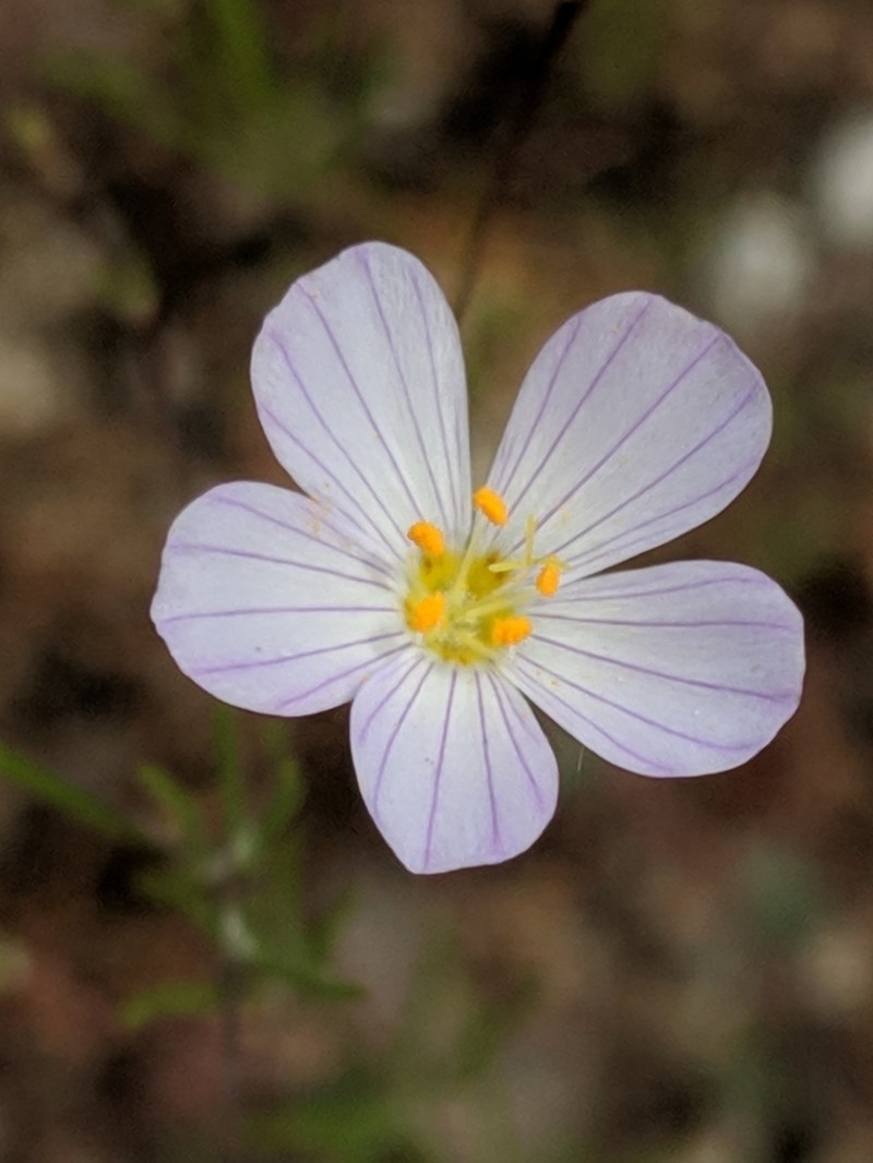 Narrowflower Flaxflower