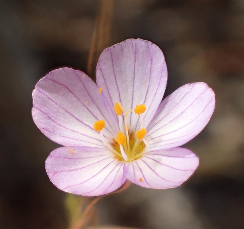 Narrowflower Flaxflower photo 3