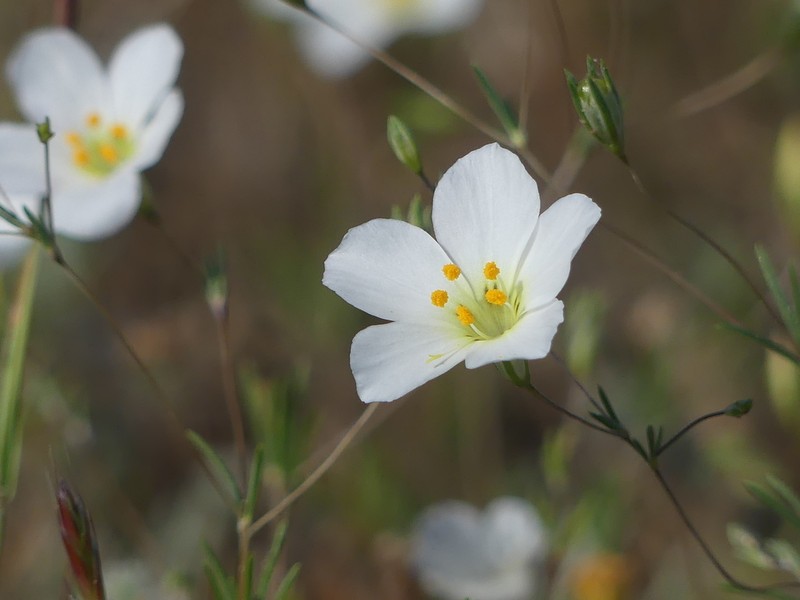 Narrowflower Flaxflower photo 8