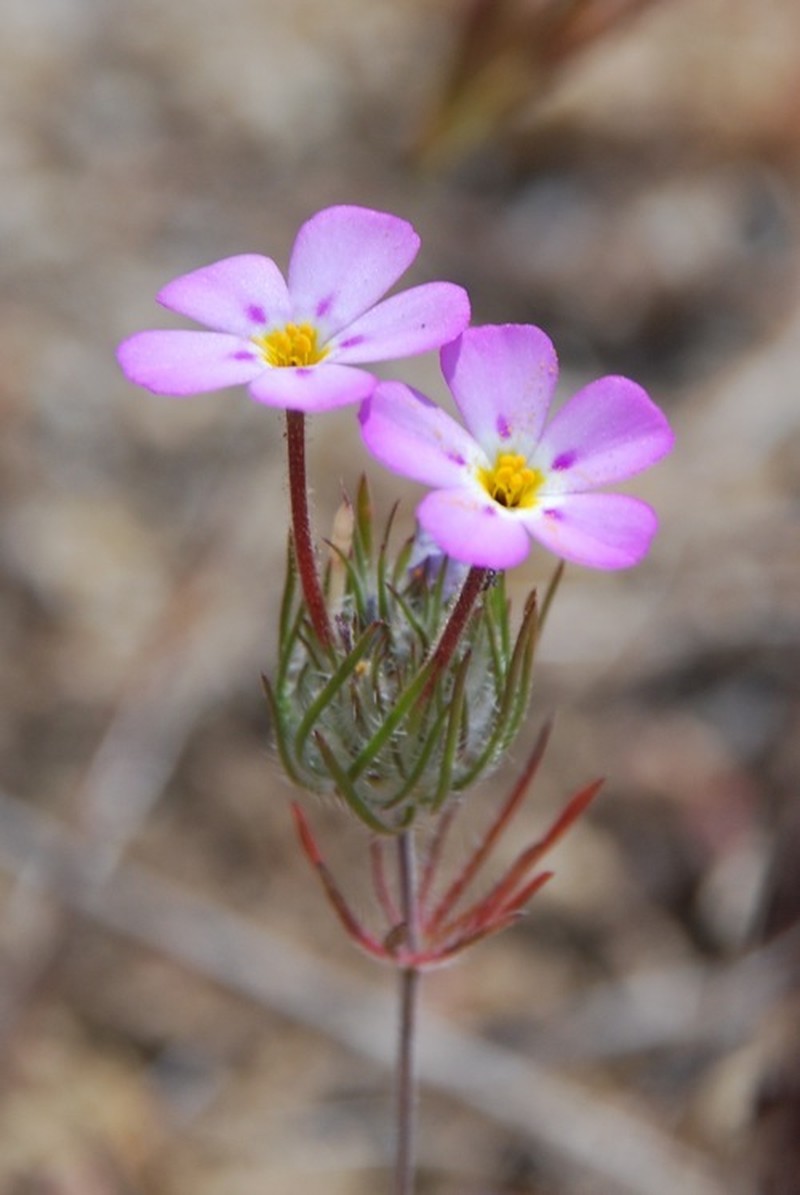 Mustang Clover photo 2