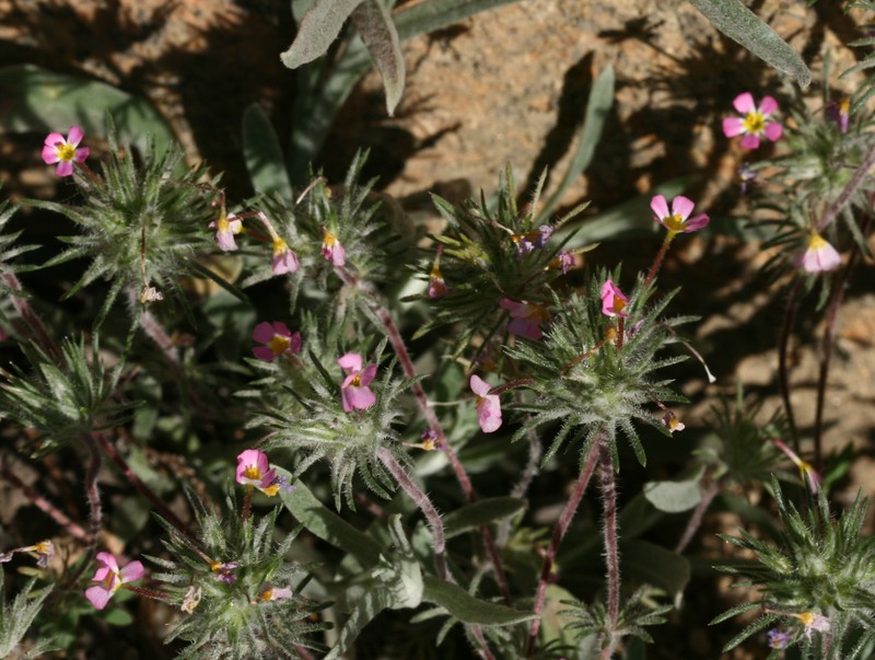 Mustang Clover photo 3