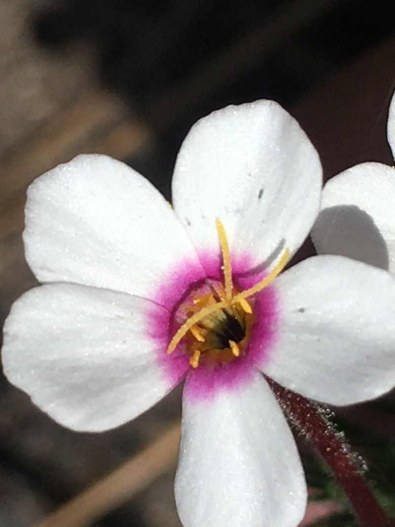 Mustang Clover photo 2