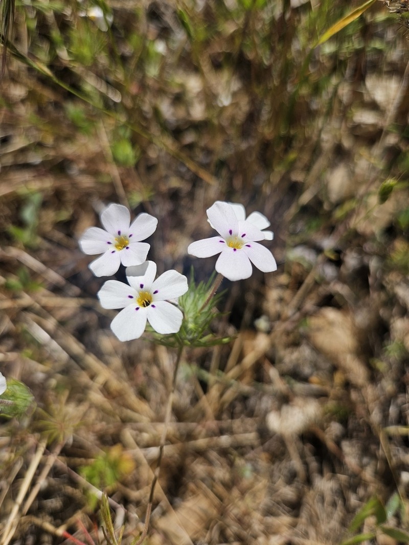 Mustang Clover photo 3