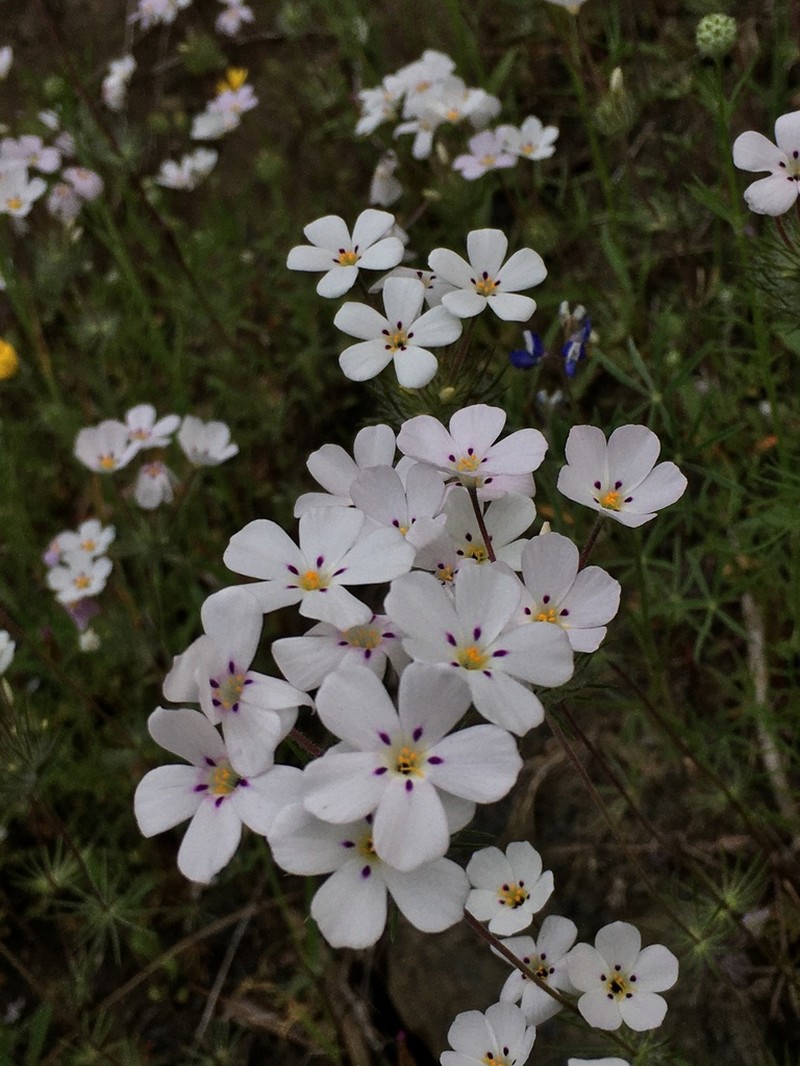 Mustang Clover photo 5