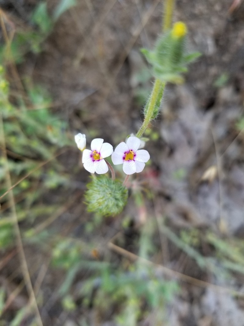 Mustang Clover photo 7
