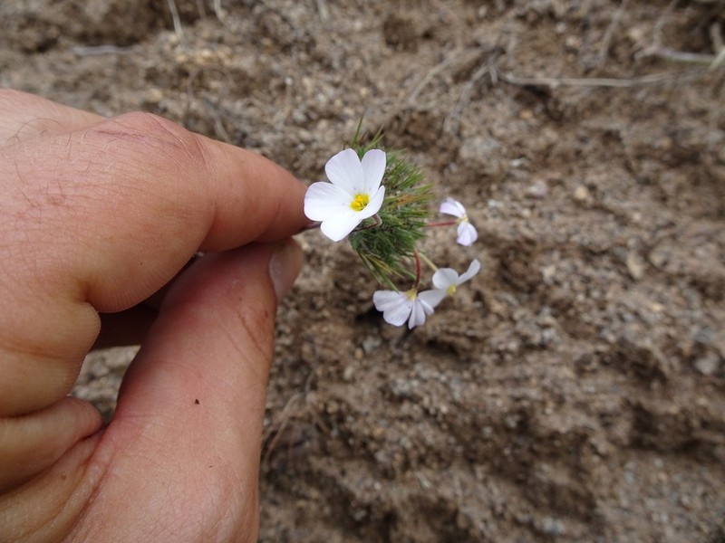 Mustang Clover photo 8