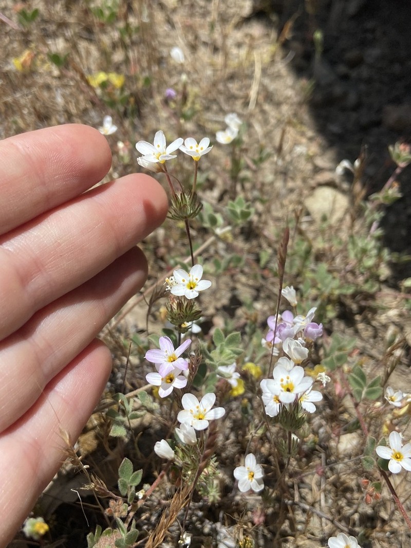 Tehachapi Linanthus