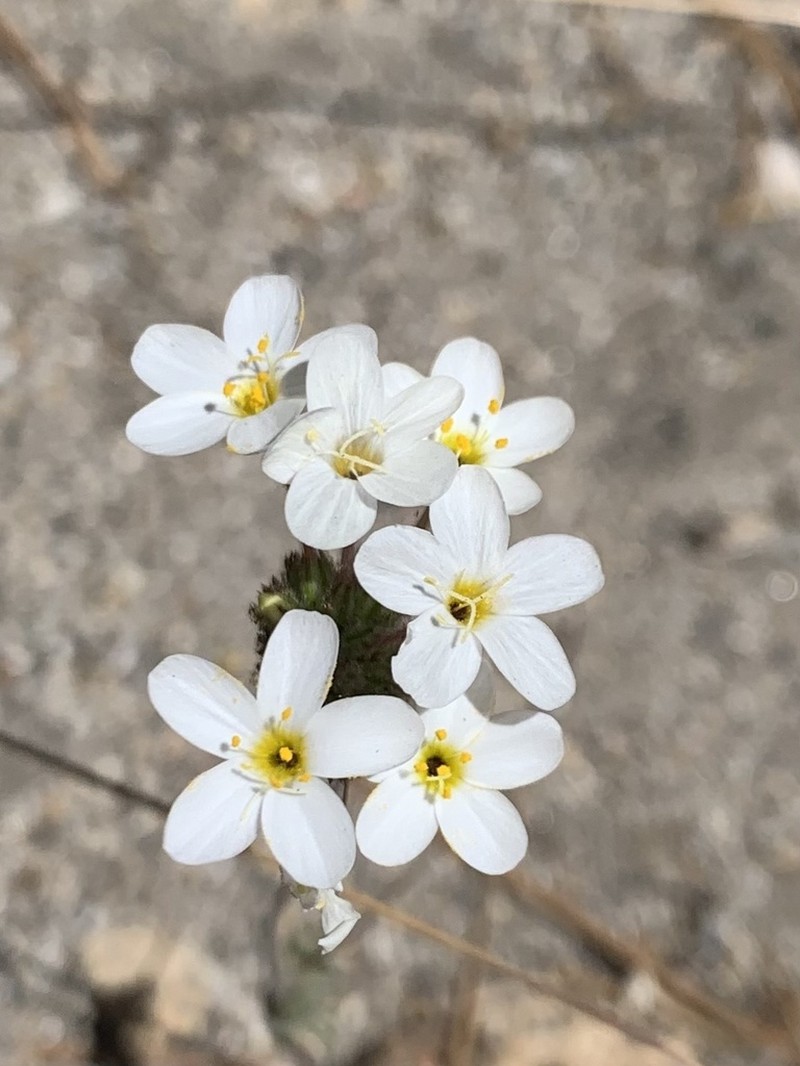 Tehachapi Linanthus photo 2